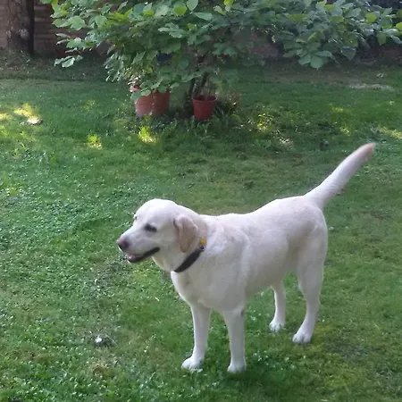 Fiori Di Maggio Bed & Breakfast Muscletto