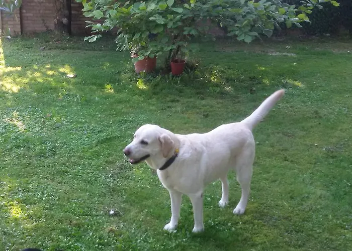 Fiori Di Maggio Panzió Muscletto